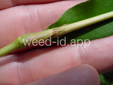 smartweed, marshpepper